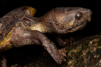 Loài rùa đầu to biết trèo cây, có tên trong Sách Đỏ Việt Nam