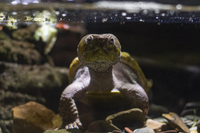 Loài rùa đầu to biết trèo cây, có tên trong Sách Đỏ Việt Nam