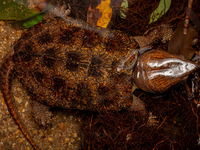 Loài rùa đầu to biết trèo cây, có tên trong Sách Đỏ Việt Nam