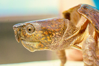 Loài rùa đầu to biết trèo cây, có tên trong Sách Đỏ Việt Nam