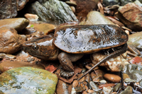 Loài rùa đầu to biết trèo cây, có tên trong Sách Đỏ Việt Nam