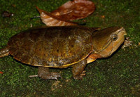 Loài rùa đầu to biết trèo cây, có tên trong Sách Đỏ Việt Nam