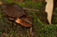 Loài rùa đầu to biết trèo cây, có tên trong Sách Đỏ Việt Nam