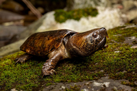 Loài rùa đầu to biết trèo cây, có tên trong Sách Đỏ Việt Nam