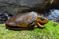 Loài rùa đầu to biết trèo cây, có tên trong Sách Đỏ Việt Nam