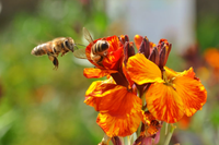 Những sự thật thú vị về loài ong không phải ai cũng biết