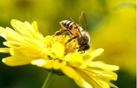 Những sự thật thú vị về loài ong không phải ai cũng biết