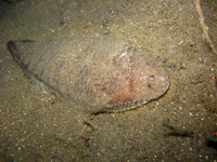 Những loài cá có khả năng đặc biệt đến khó tin