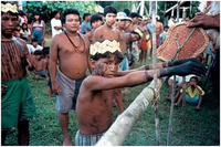 Nghi lễ tàn khốc của bộ tộc Satere Mawe để được công nhận là đàn ông trưởng thành