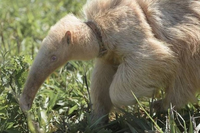 Loài thú ăn kiến với chiếc lưỡi dài kỳ dị