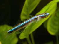 Top những loài cá cảnh nước ngọt độc lạ nhất trên thế giới