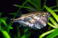 Top những loài cá cảnh nước ngọt độc lạ nhất trên thế giới