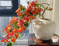 Những loại cây cảnh được mệnh danh 
