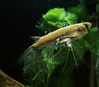 Top những loài cá cảnh nước ngọt độc lạ nhất trên thế giới