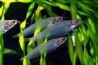 Top những loài cá cảnh nước ngọt độc lạ nhất trên thế giới