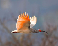 Sự trở lại của loài chim quý hiếm được mệnh danh là 