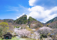 Sự trở lại của loài chim quý hiếm được mệnh danh là 