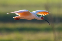 Sự trở lại của loài chim quý hiếm được mệnh danh là 