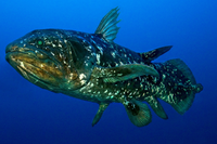 Phát hiện loài cá có tuổi thọ kéo dài hơn một thế kỷ và được cho là đã tuyệt chủng