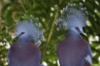 Loài bồ câu có vẻ đẹp lộng lẫy như nữ hoàng