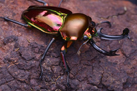 Loài bọ quý hiếm được giới thượng lưu săn lùng làm thú cưng