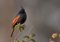 Chiêm ngưỡng vẻ đẹp của các loài chim sẻ đồng độc đáo, hiếm có của Việt Nam