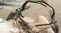 Loài bọ quý hiếm được giới thượng lưu săn lùng làm thú cưng