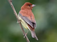 Chiêm ngưỡng vẻ đẹp của các loài chim sẻ đồng độc đáo, hiếm có của Việt Nam