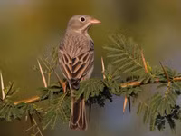 Chiêm ngưỡng vẻ đẹp của các loài chim sẻ đồng độc đáo, hiếm có của Việt Nam