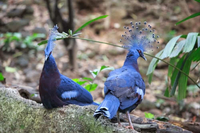 Loài bồ câu có vẻ đẹp lộng lẫy như nữ hoàng