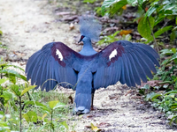 Loài bồ câu có vẻ đẹp lộng lẫy như nữ hoàng