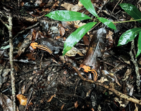 Loài cá cóc sần cực đẹp và hiếm được phát hiện ở độ cao gần 2000m