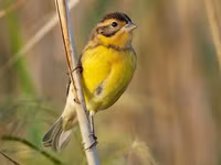 Chiêm ngưỡng vẻ đẹp của các loài chim sẻ đồng độc đáo, hiếm có của Việt Nam