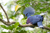 Loài bồ câu có vẻ đẹp lộng lẫy như nữ hoàng