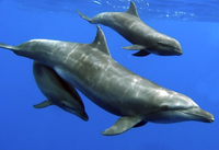 Khám phá những điều bí ẩn về loài cá heo 