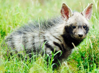 Những điều bất ngờ về loài linh cẩu duy nhất hiện diện ở châu Á