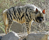 Những điều bất ngờ về loài linh cẩu duy nhất hiện diện ở châu Á