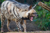 Những điều bất ngờ về loài linh cẩu duy nhất hiện diện ở châu Á