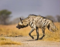 Những điều bất ngờ về loài linh cẩu duy nhất hiện diện ở châu Á