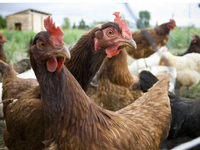 Những công việc nguy hiểm và kỳ quặc nhất thế giới với mức lương cao đến bất ngờ