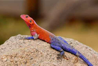 Loài bò sát đẹp nhất hành tinh có màu sắc giống hệt 