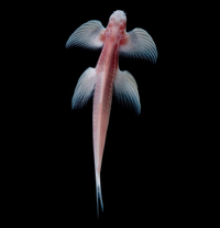 Loài cá độc đáo không có mắt và có khả năng bơi ở các dòng thác