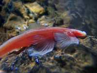 Loài cá độc đáo không có mắt và có khả năng bơi ở các dòng thác