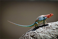 Loài bò sát đẹp nhất hành tinh có màu sắc giống hệt 