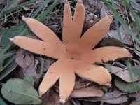 Loài nấm hiếm và kỳ lạ nhất thế giới