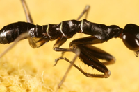 Sinh vật nửa kiến nửa bọ ngựa độc đáo có ở Việt Nam