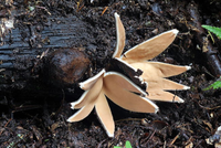 Loài nấm hiếm và kỳ lạ nhất thế giới