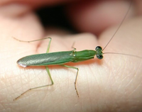 Sinh vật nửa kiến nửa bọ ngựa độc đáo có ở Việt Nam