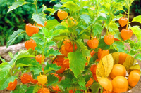 Những loại quả hiếm trên thế giới, nhưng mọc dại ven đường ở Việt Nam