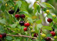 Những loại quả hiếm trên thế giới, nhưng mọc dại ven đường ở Việt Nam